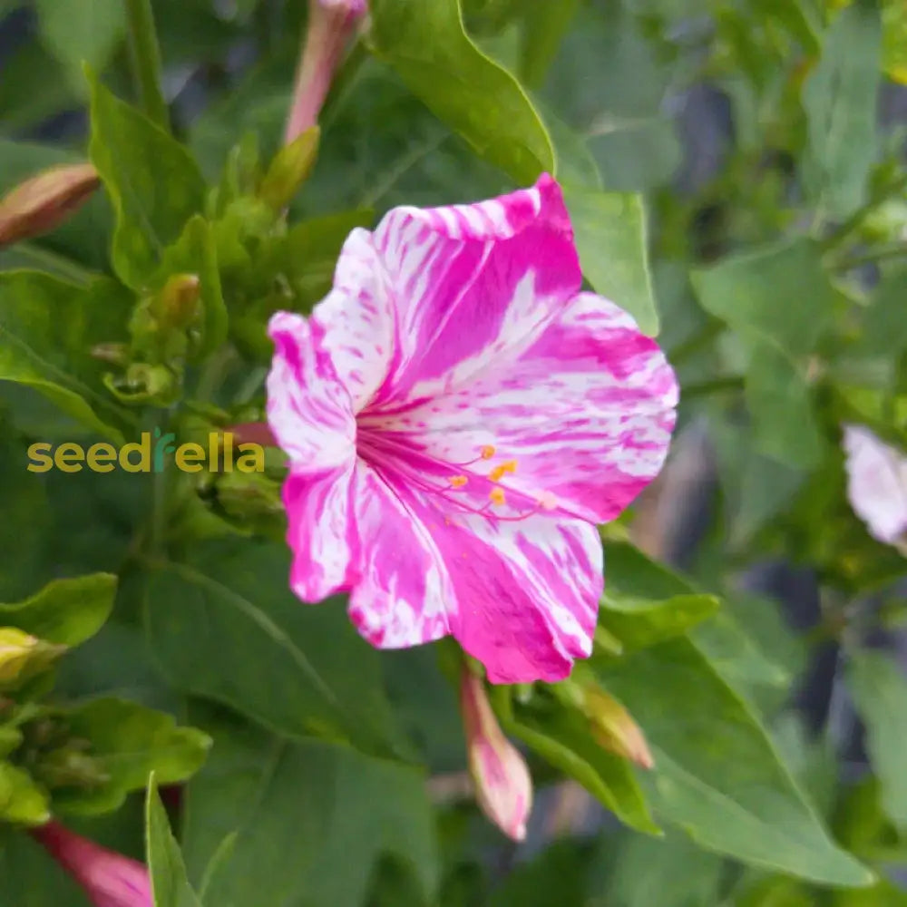 Pink & White Mirabilis Flower Seeds For Easy Planting