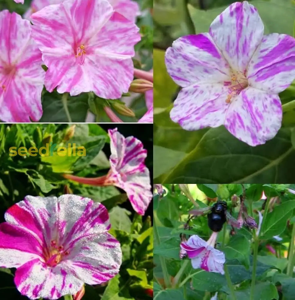 Pink White Mirabilis Flower Seeds For Spring Planting