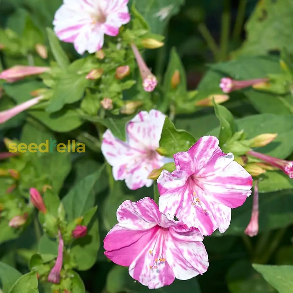 Pink White Mirabilis Flower Seeds For Spring Planting