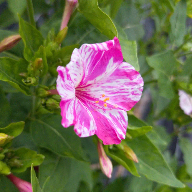 Pink & White Mirabilis Flower Seeds for Planting