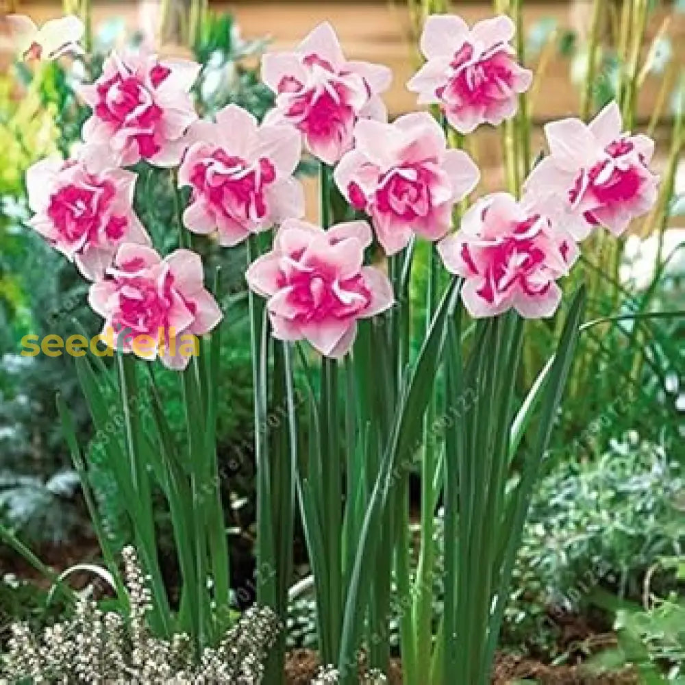 Pink White Narcissus Seeds For Planting  Elegant Spring Blooms Flower