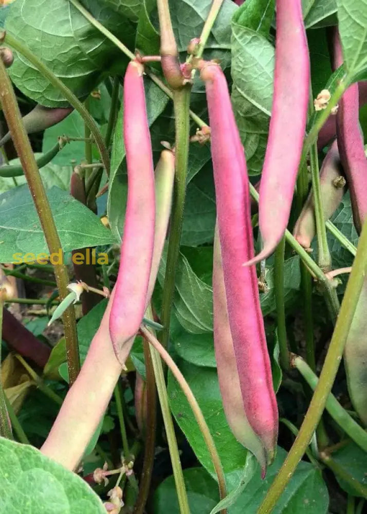 Pink & White Pinto Bean Seeds For Planting Vegetable Seeds