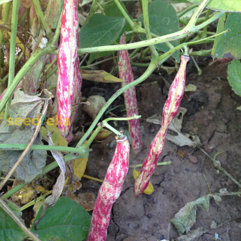 Pink & White Pinto Bean seeds for planting