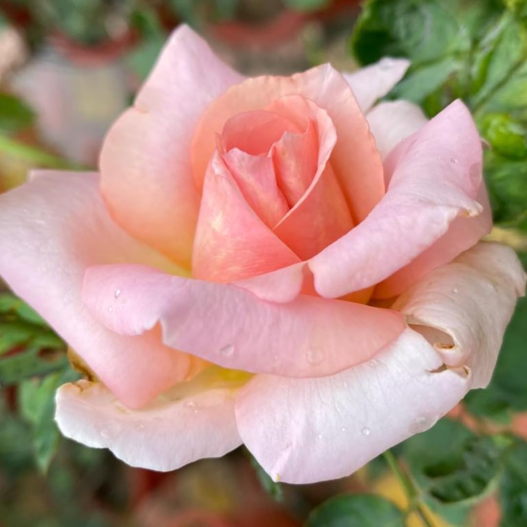 Pink and White Rose Flower Seeds for decorative gardens