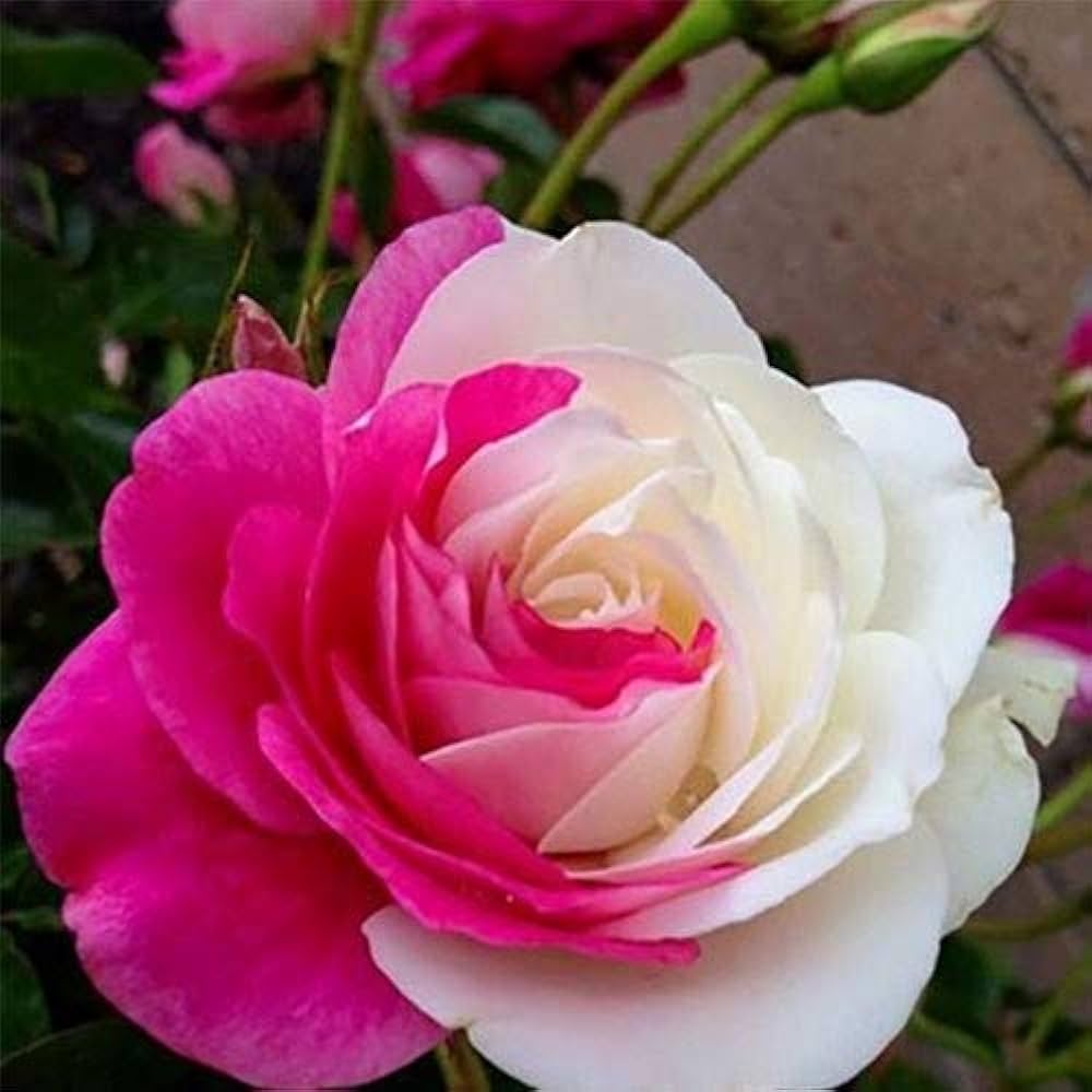 Pink and White Rose Flower Seeds for Planting