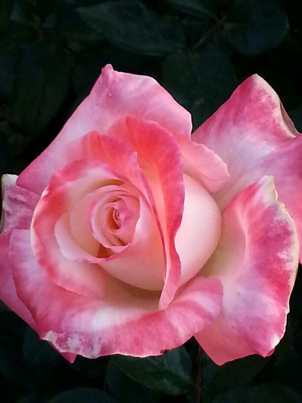 Pink & White Rose Flower Seeds for Garden Planting