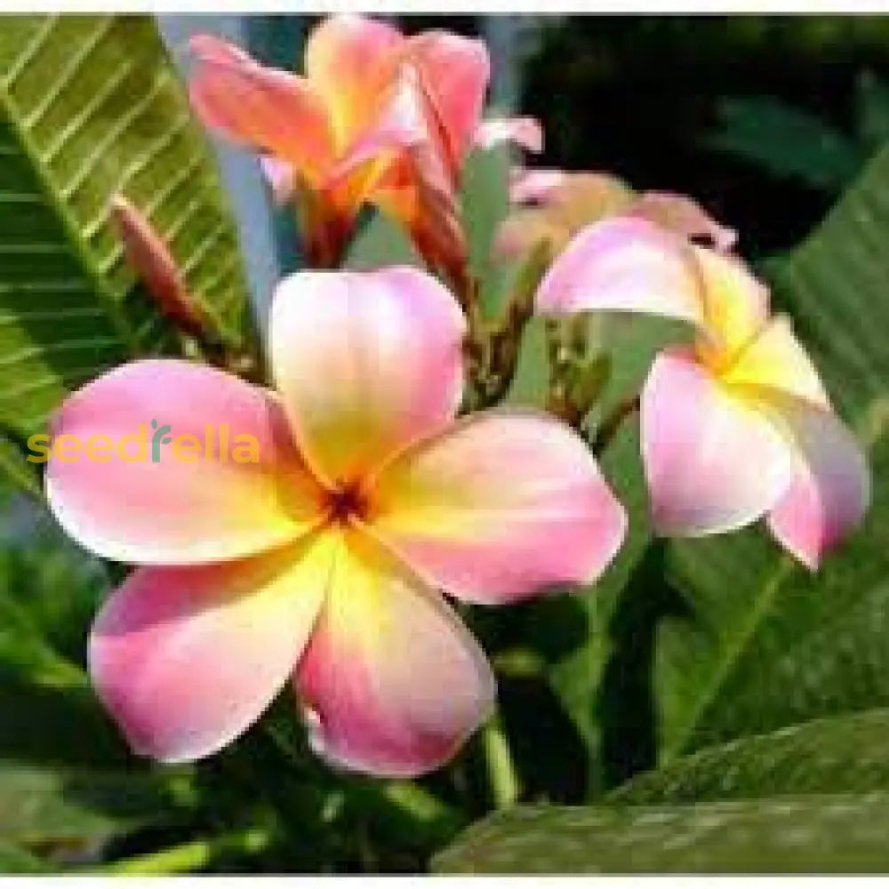 Pink Yellow Egg Flower Seeds For Planting  Vibrant Annual Blooms