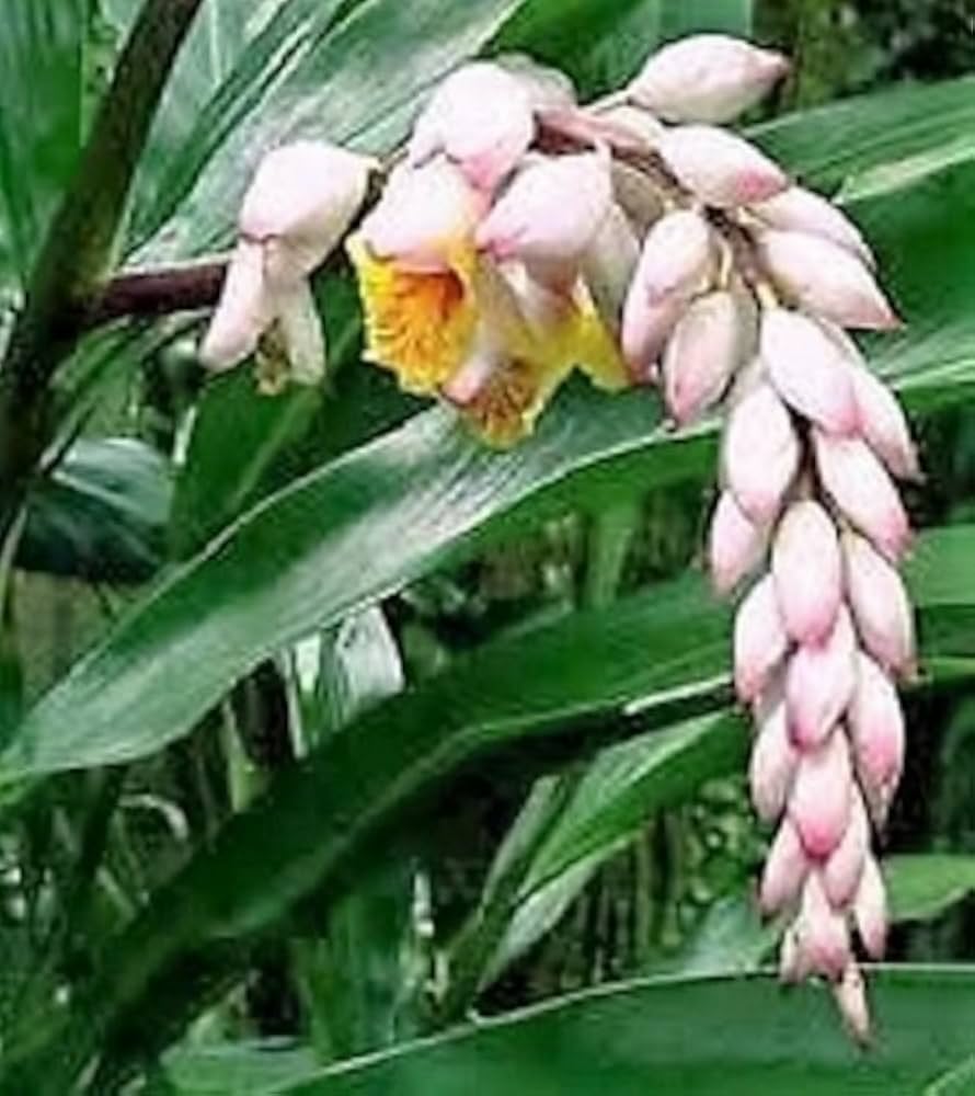 Pink and yellow shell ginger flower seeds