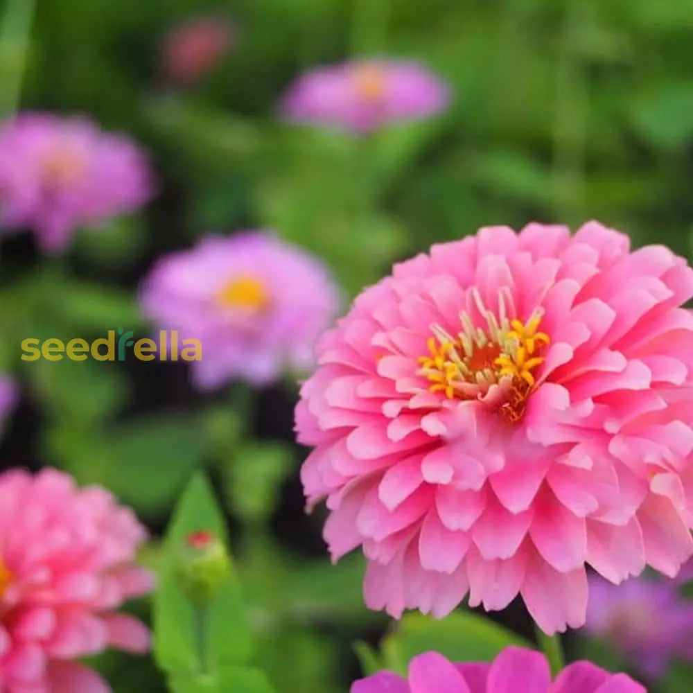 Pink Zinnia Flower Seeds Planting For-Delightful Garden Beautification