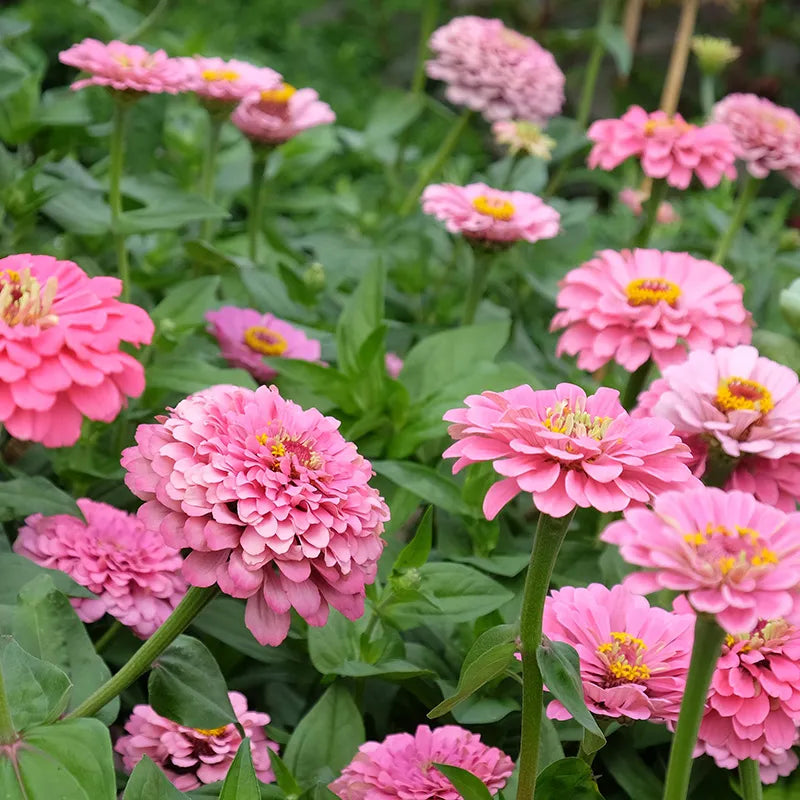 Pink Zinnia Flowers Blooming in Garden