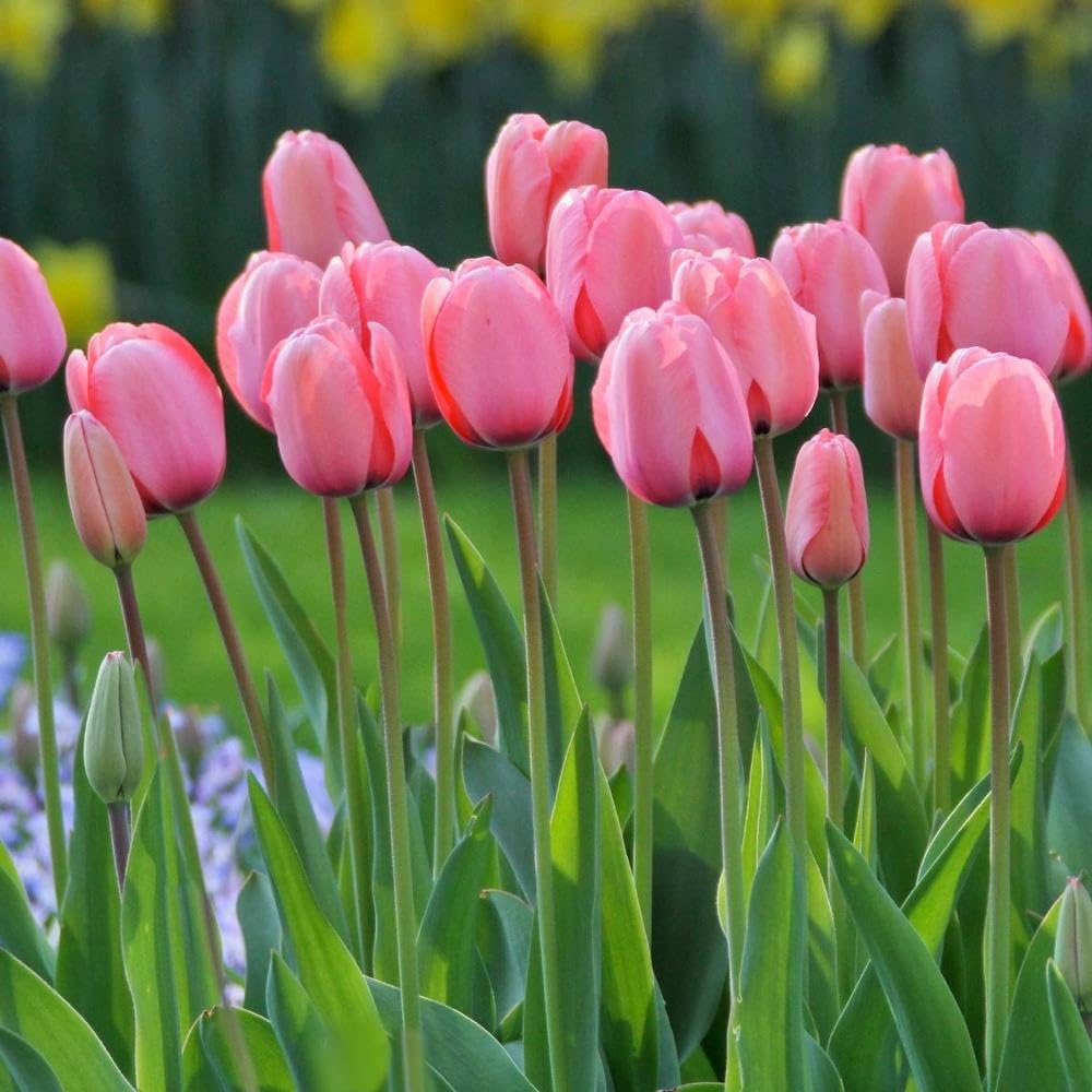 pink-green-tulip-garden-seeds