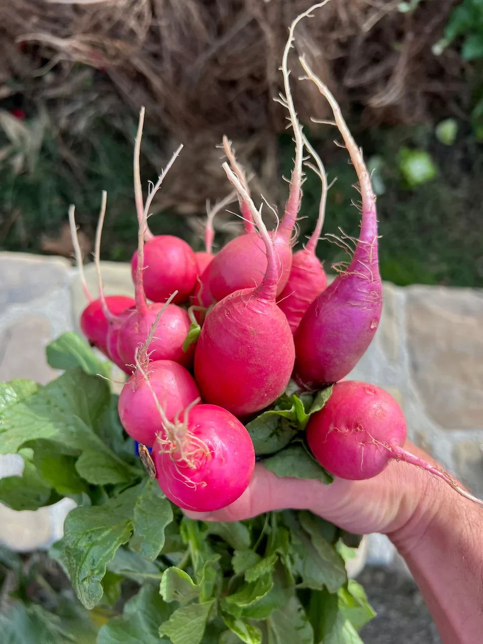 Pink Radish Seeds For Planting - Unique Radishes Your Garden Harvest