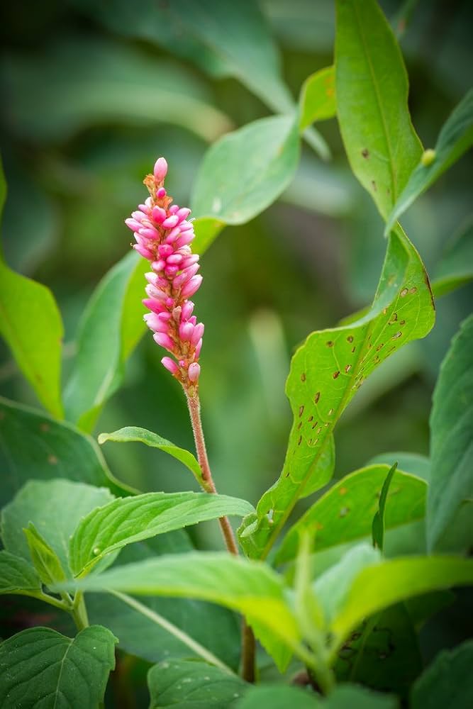 Pinkweed blooming as part of a pollinator-friendly garden