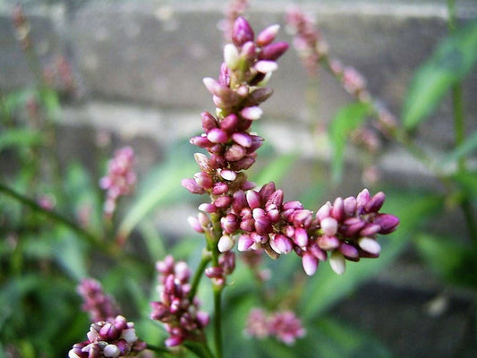 Packet of Pinkweed Smartweed flower herb seeds