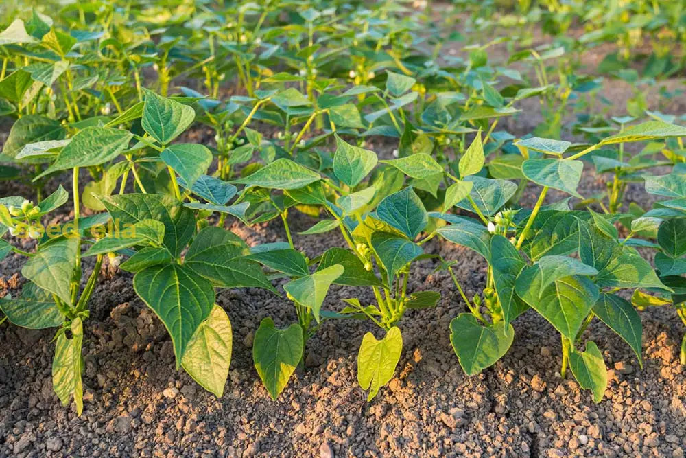 Pinto beans developing on vines