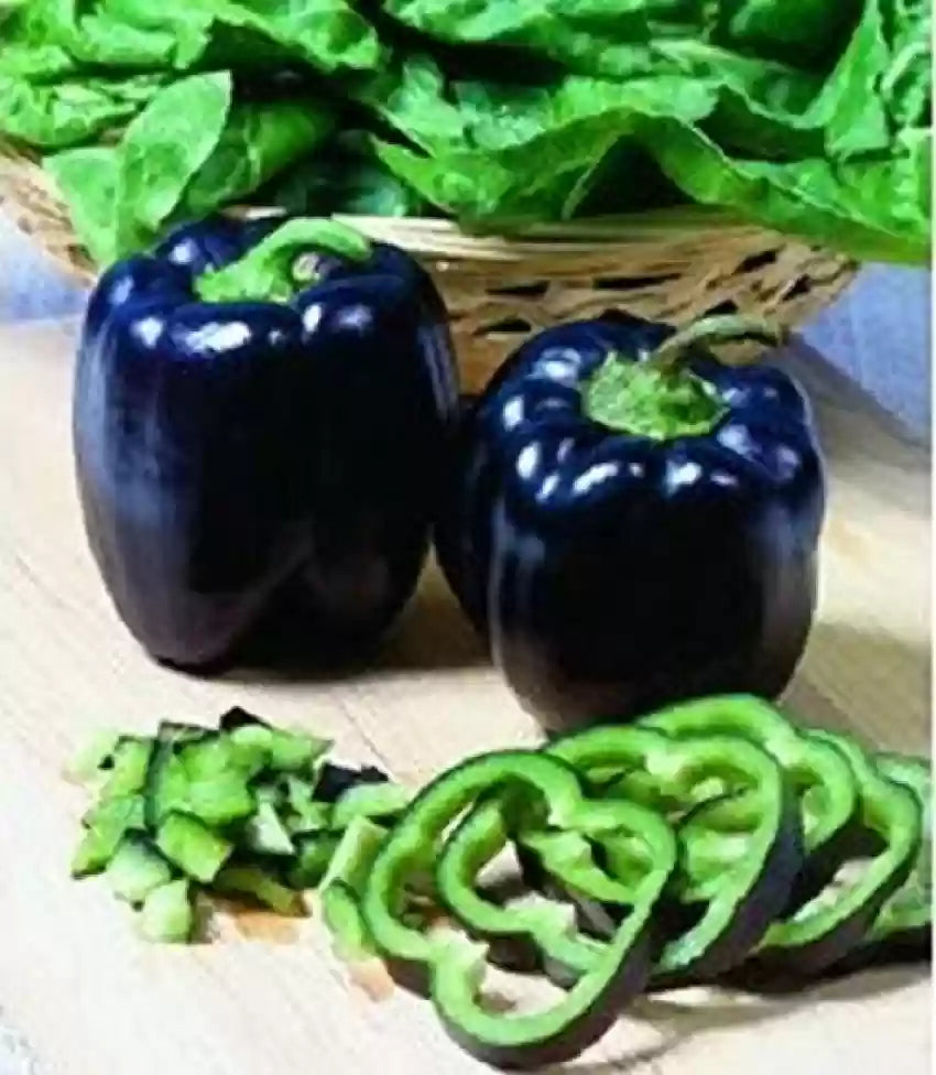 Piper nigrum vine climbing on garden trellis