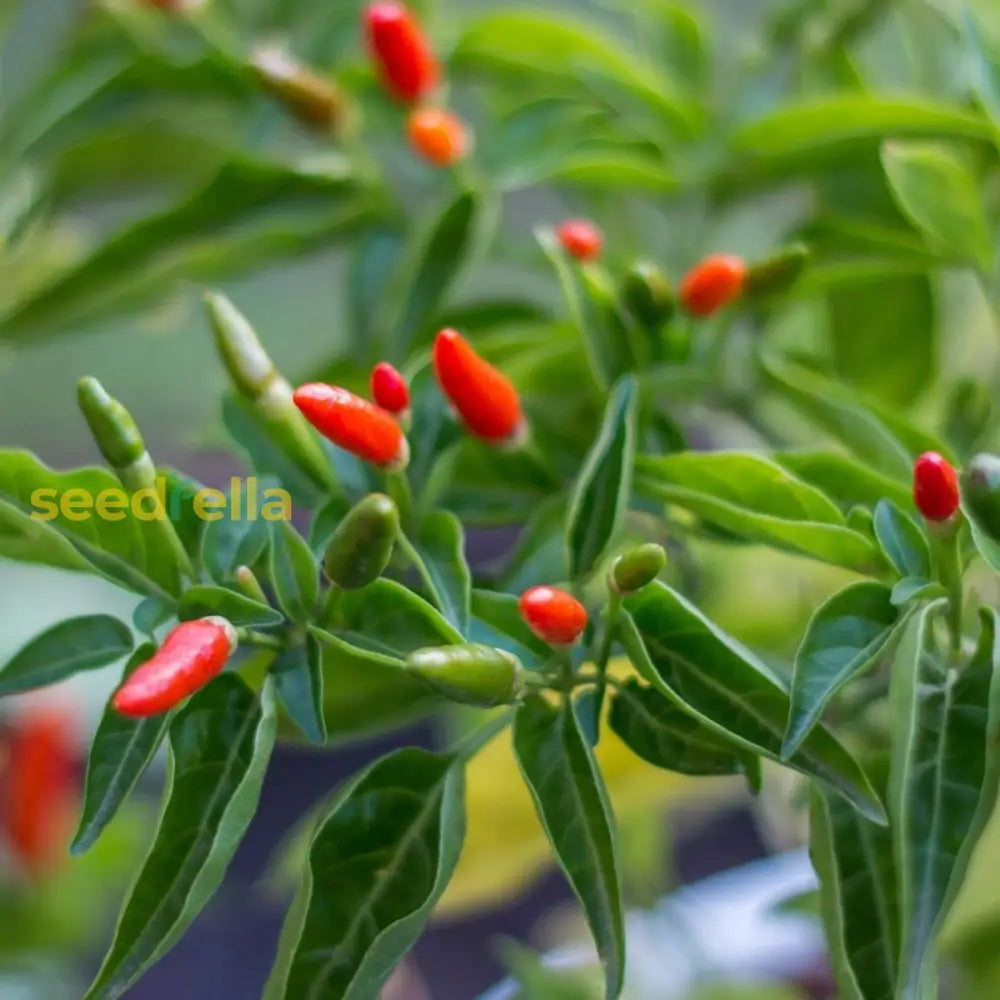 Piquin Chili Seeds For Planting - Vegetable Garden Starter Seeds