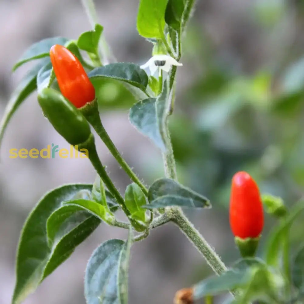 Piquin Chili Seeds For Planting - Vegetable Garden Starter Seeds