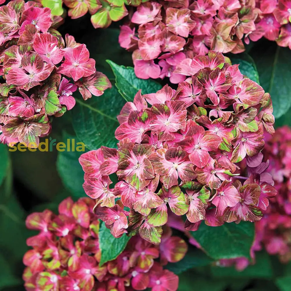 Pistachio Hydrangea Seeds Deciduous Hardy Ornamental Plant Drought Tolerant Cut Flowers Fast