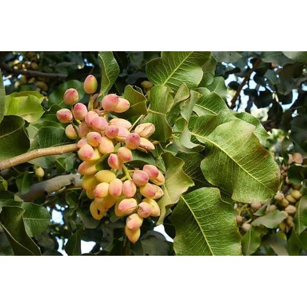 Pistachio nut tree seeds producing ripening red and green nuts