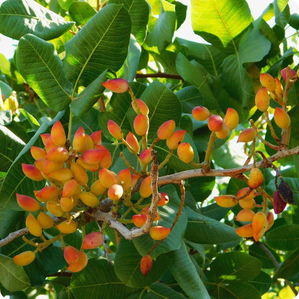 Pistachio nut tree seeds Pistacia vera hardy nut-bearing tree