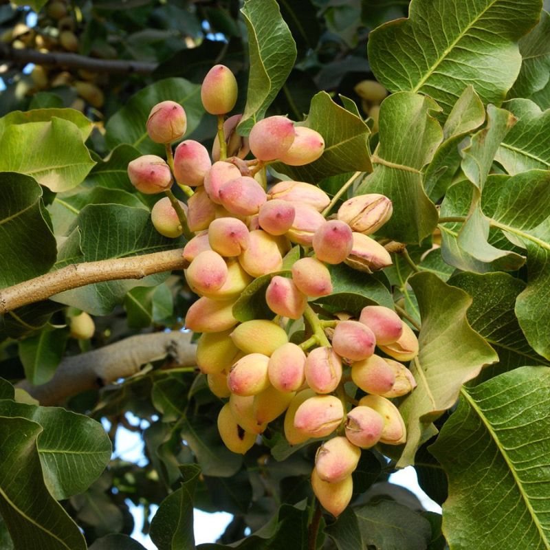 Clusters of pistachio nuts ripening on tree branches