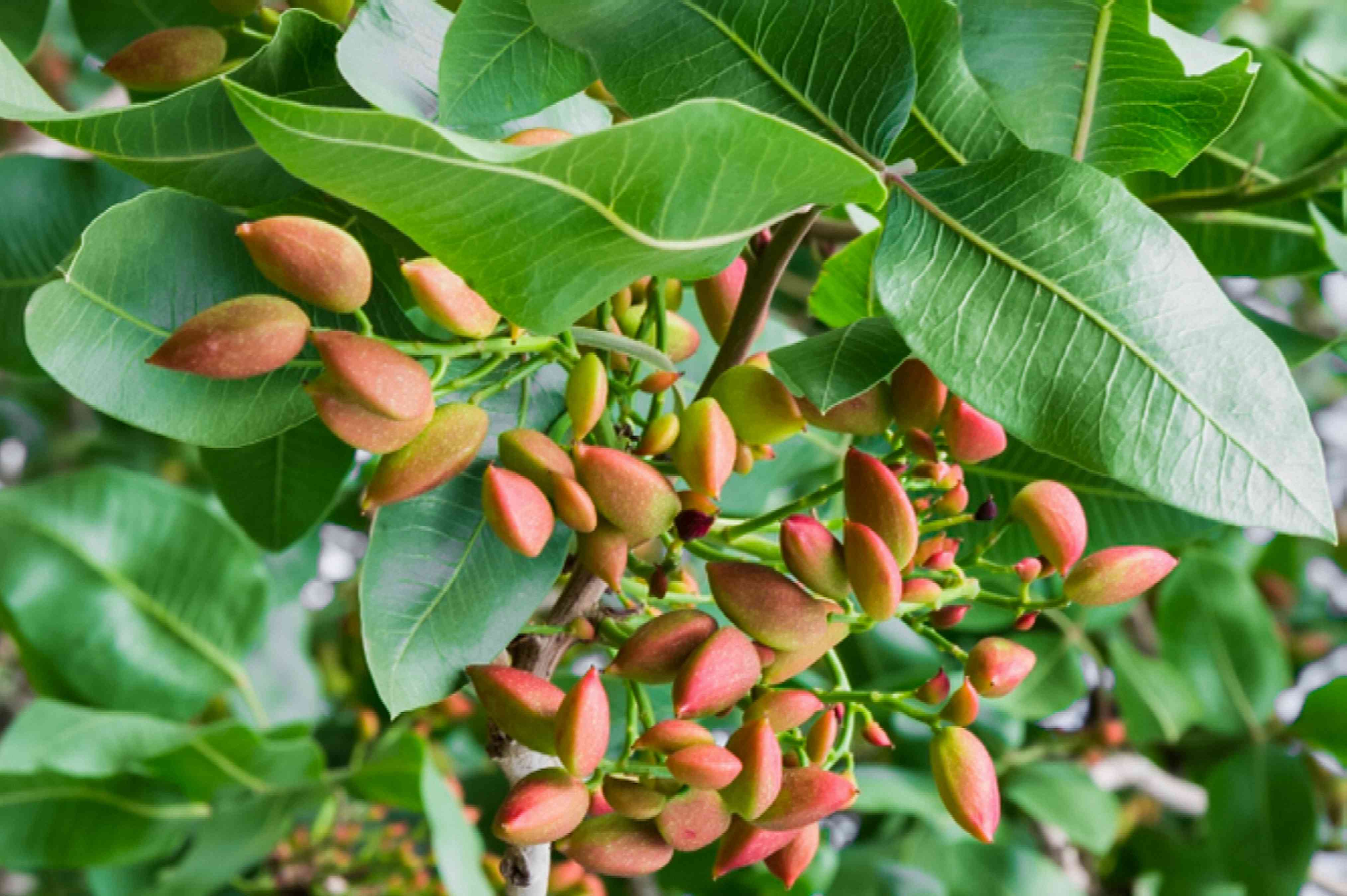 Pistachio tree with beautiful red spring flowers