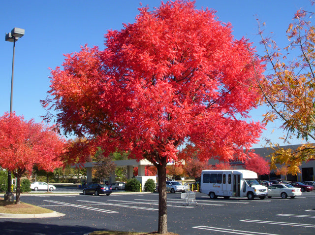 Close-up of Pistacia chinensis leaves showing fine texture