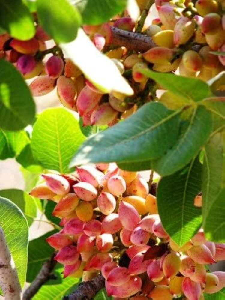 Pistachio tree seeds showing gray-green compound leaves closeup