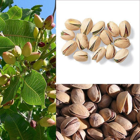 Pistachio tree (Pistacia vera) seeds for planting