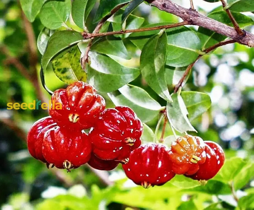 Pitanga Fruit Seeds For Planting  Grow Your Own Tropical Harvest