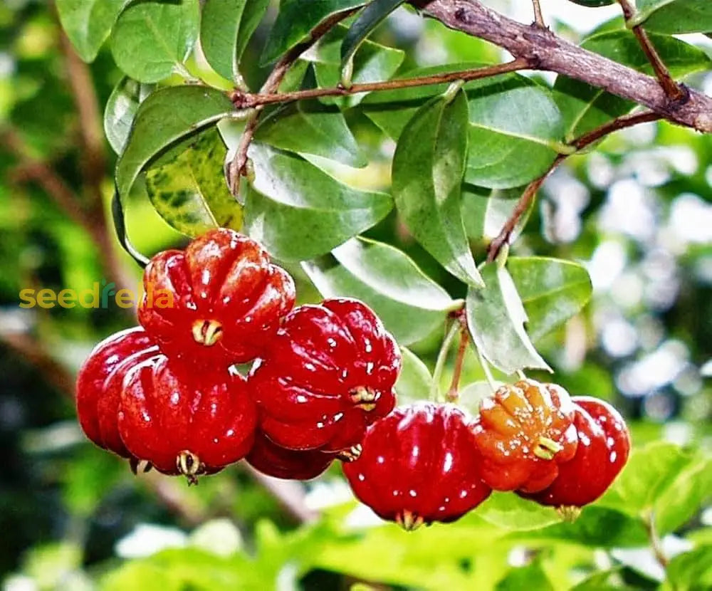 Pitanga Fruit Seeds For Planting  Grow Your Own Tropical Harvest