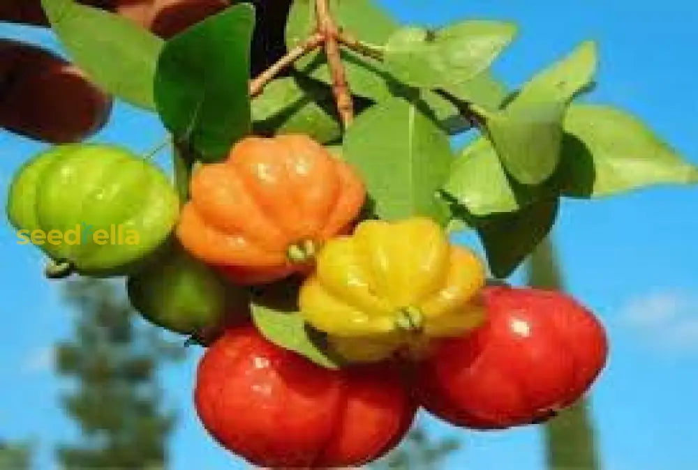 Pitanga Fruit Seeds For Planting  Grow Your Own Tropical Harvest