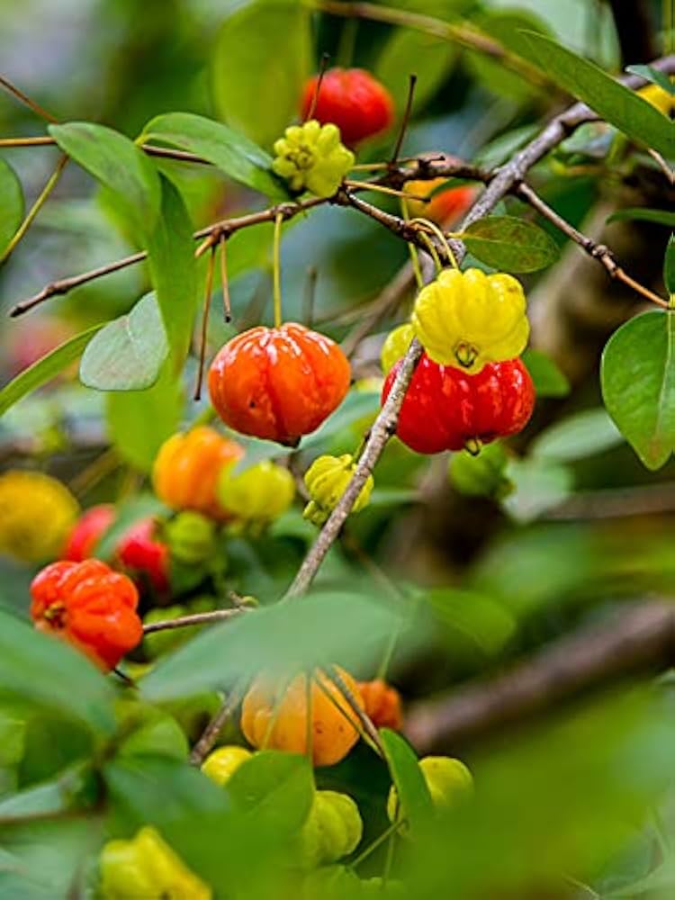 Pitanga tree with bright red fruit
