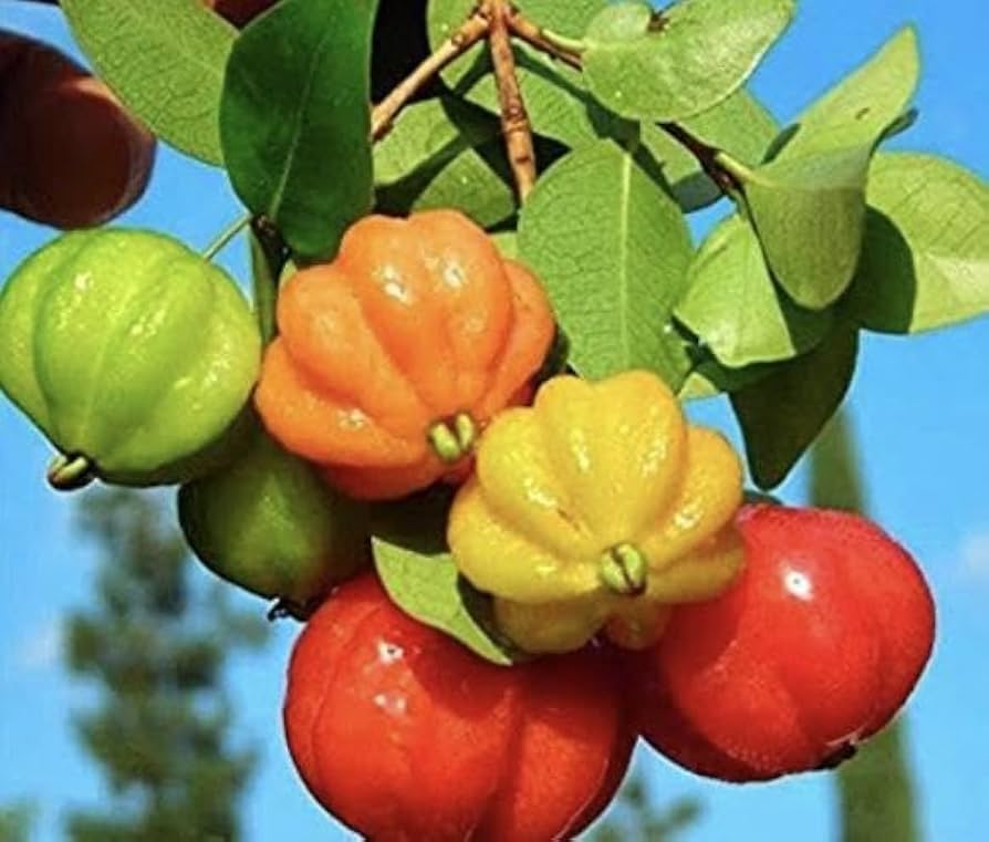 Pitanga seeds for planting Eugenia uniflora