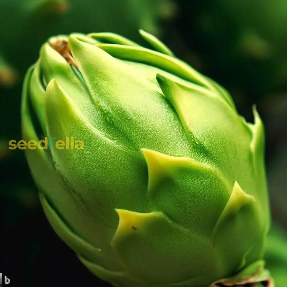 Pitaya Fruit Seeds - Easy To Grow Parrot Green For Unique And Adventurous Gardens