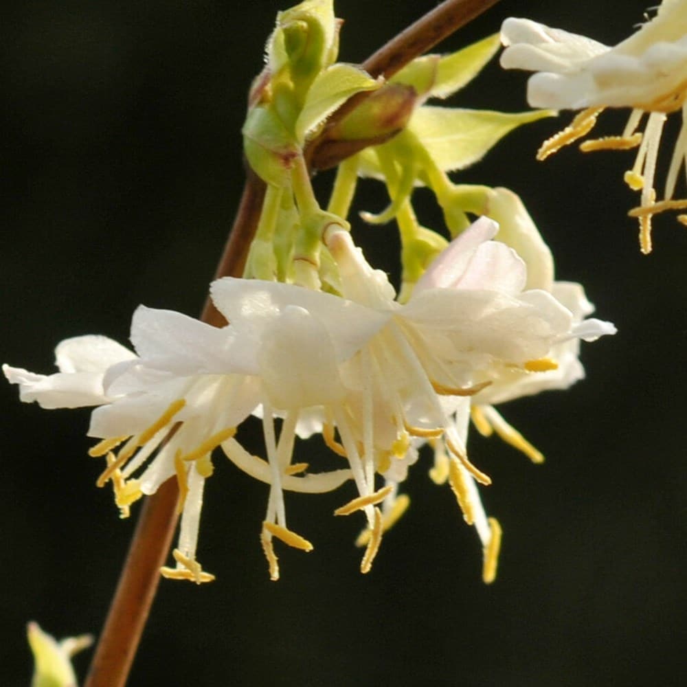 Lonicera (Lonicera Fragrantissima) seeds for planting in home garden