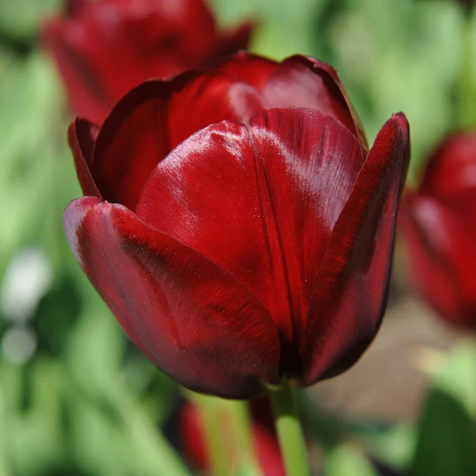 Maroon (Maroon Tulip) seeds for planting in home garden
