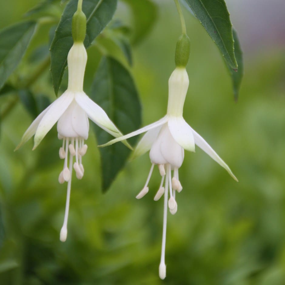 Fuchsia Flower seeds for Planting - Seasonal Bloomer, Heirloom & GMO Free Seeds for Home Garden
 
 Sale for planting in home garden