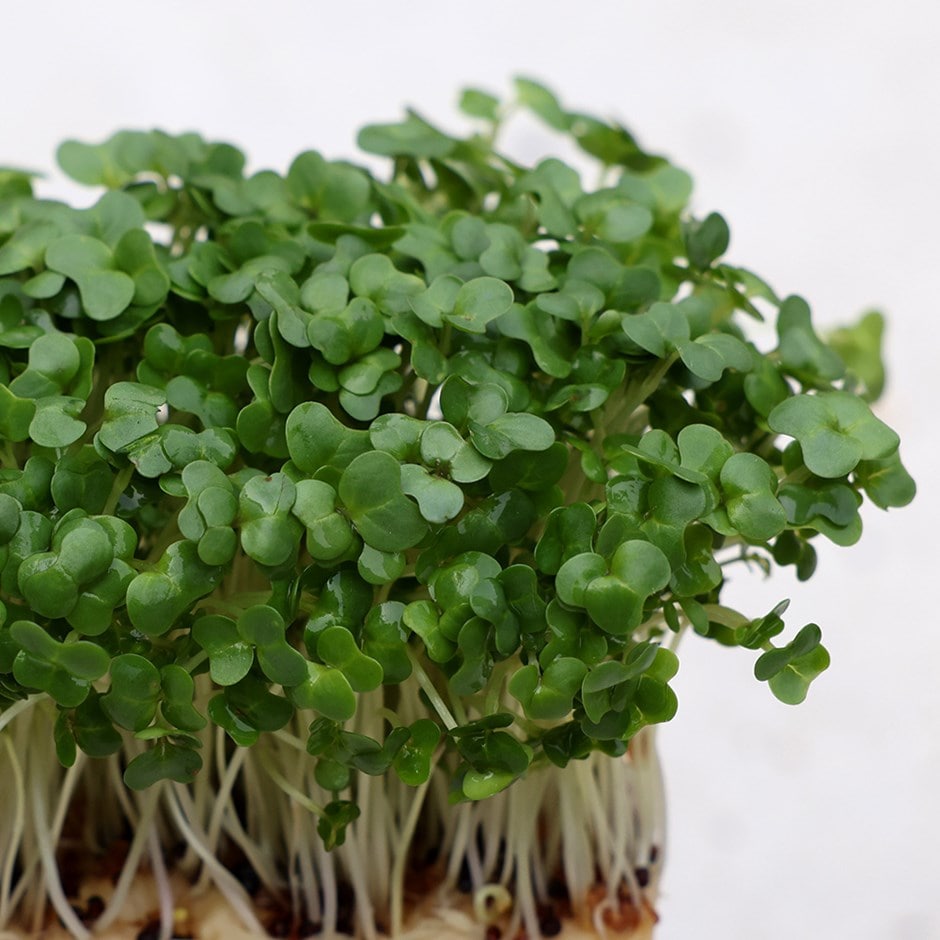 Cress Flower seeds for Planting Compact Growth Heirloom & GMO Free Seeds for Home Garden 
 
 Sale seeds for home garden planting