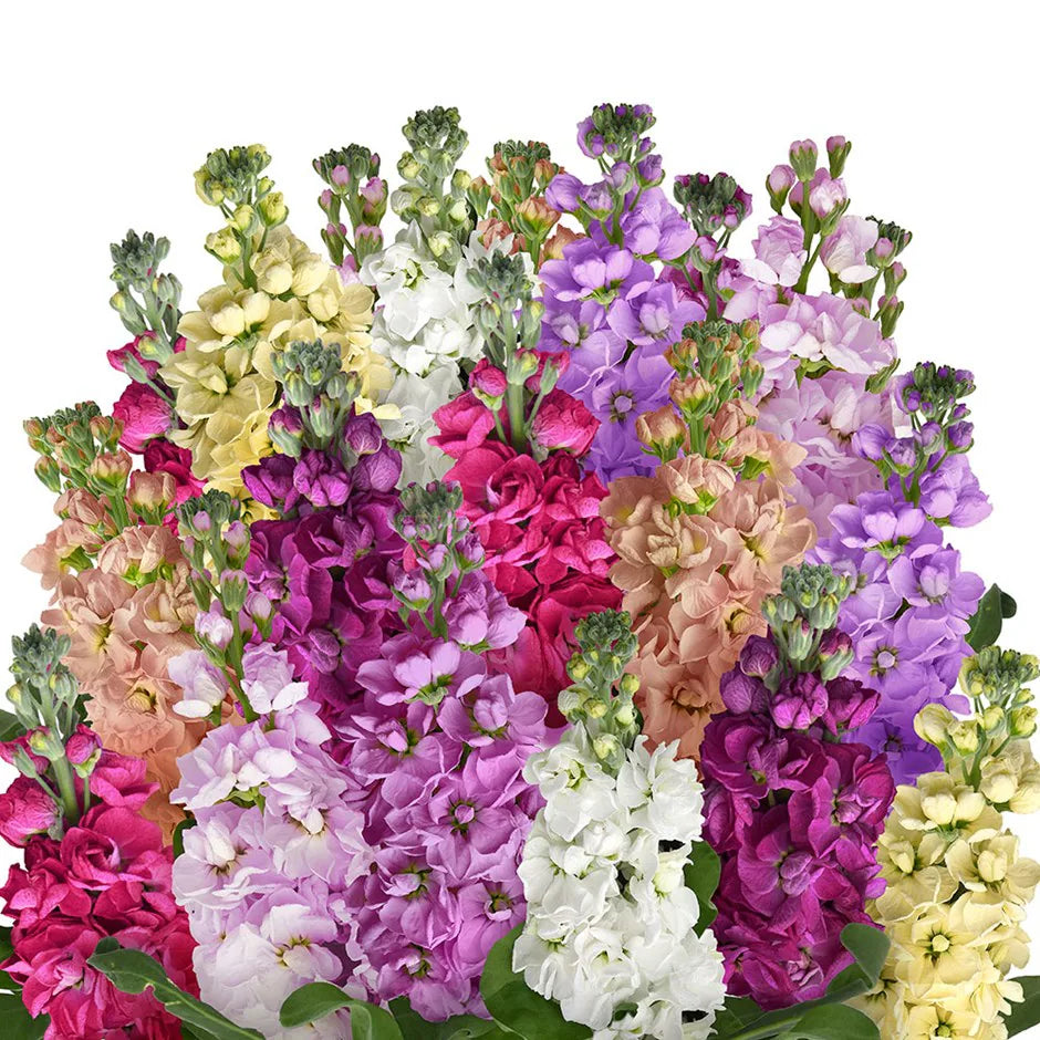 Vibrant Mini Matthiola Incana Flower Seeds For Planting Mixed