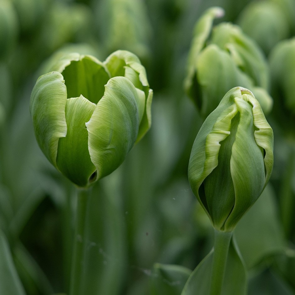 Green Tulip Flower seeds for Planting - Perfect for Borders, Heirloom & GMO Free Seeds for Home Garden
 
 Sale for planting in home garden