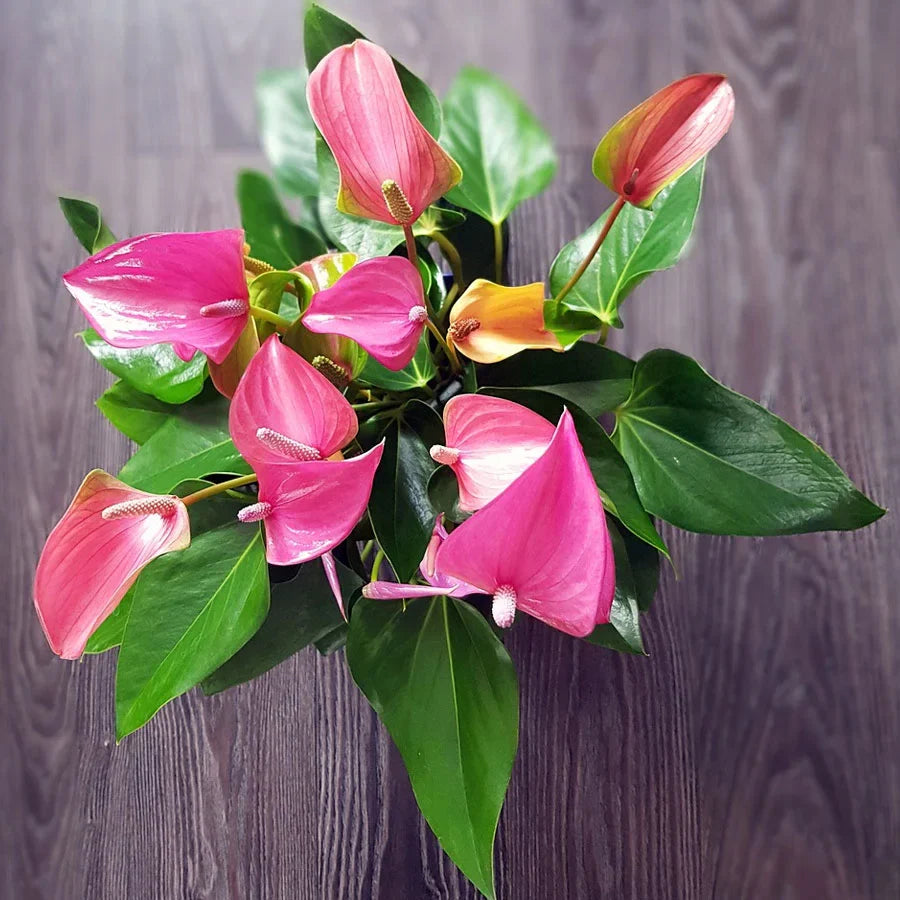 Anthurium Seeds For Planting - Pink Perennial Flowers Flower