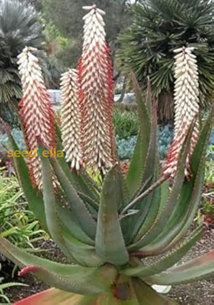 Plant Aloe Ferox White Seeds - Easy Gardening Solution