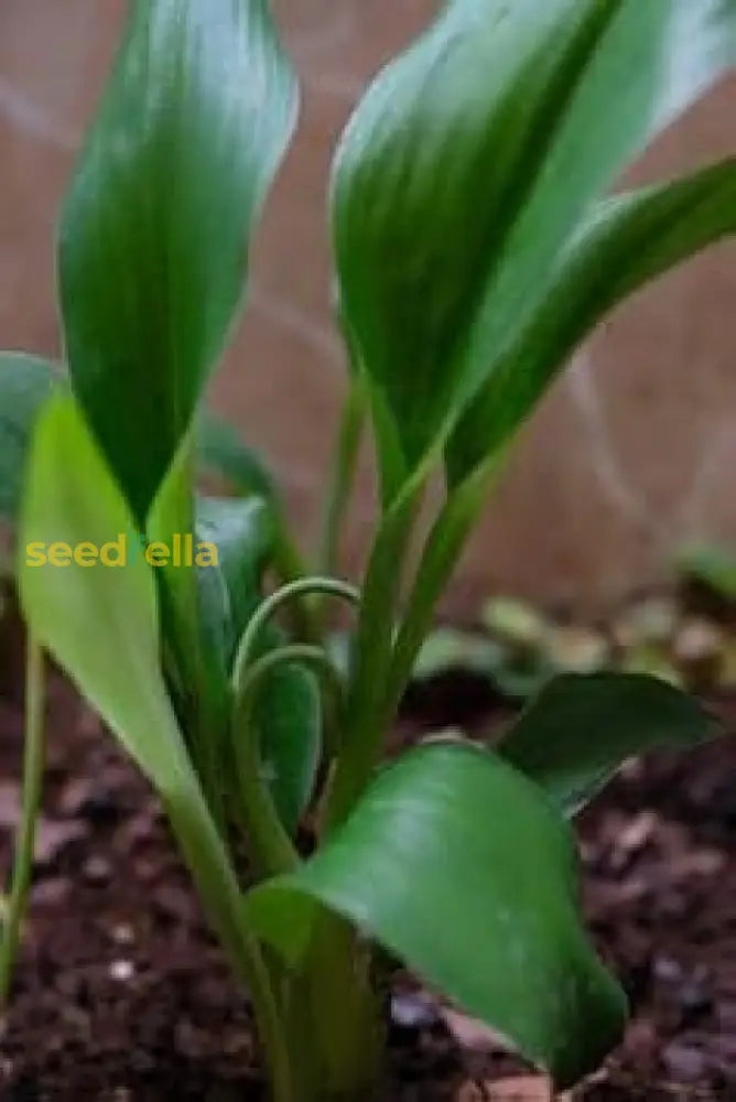 Plant Aromatic Ginger Seeds: Complete Growing Guide Seeds