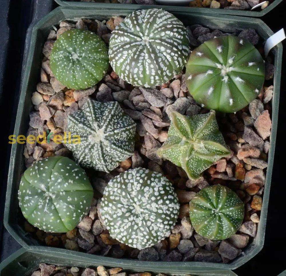 Plant Astrophytum Seeds For Thriving Growth Seeds