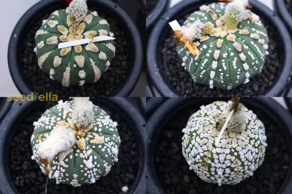 Plant Astrophytum Seeds For Thriving Growth Seeds