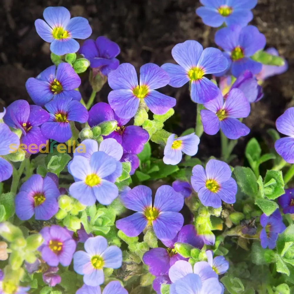 Plant Beautiful Blue Aubrieta Flowers - Quality Seeds For Your Garden