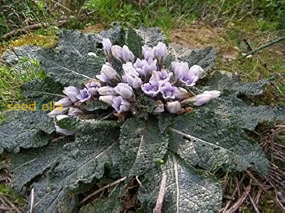 Plant Black Mandragora Autumnalis Seeds - Enchanting Autumn Blooms Seeds