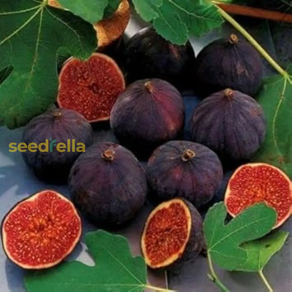 Plant Black Mission Fig Seeds - Cultivate Sweet And Tasty Figs